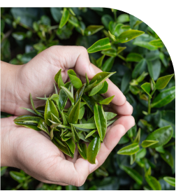 Fresh Tea Leaves